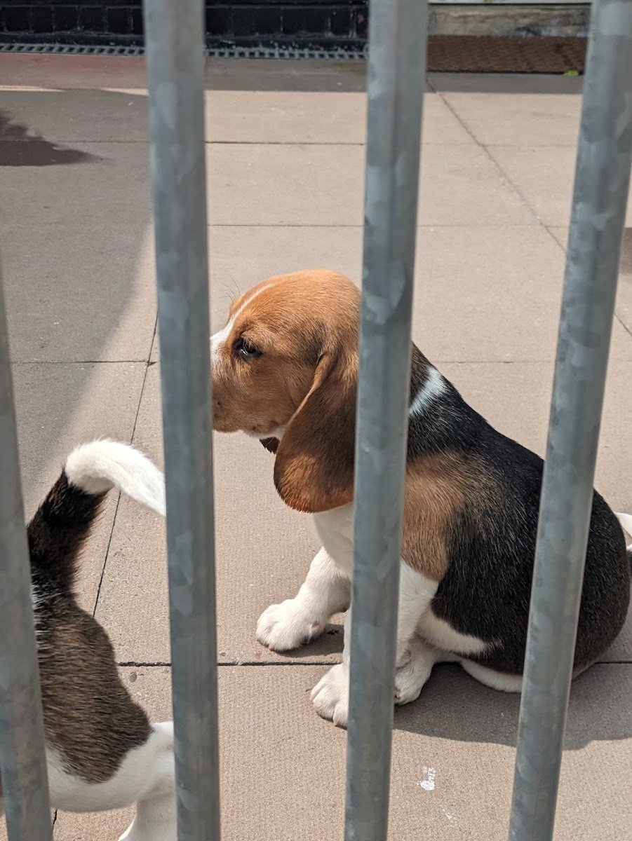 Parkway Kennels & Cattery - Photo 2