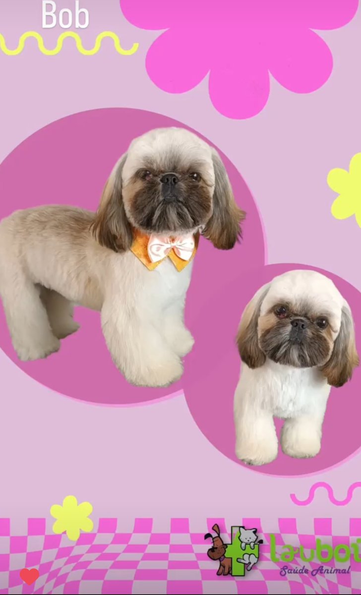 Lauboi Saúde Animal