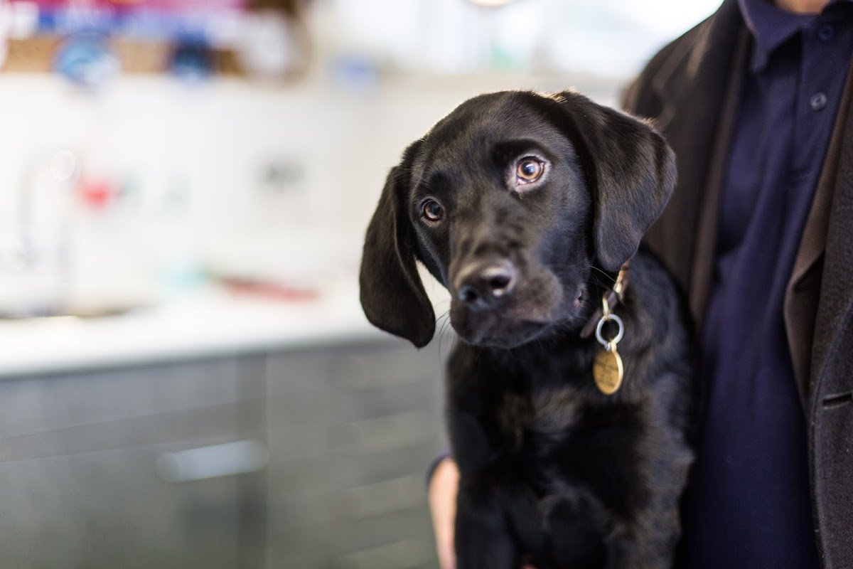 Staverton Veterinary Surgery - Photo 2