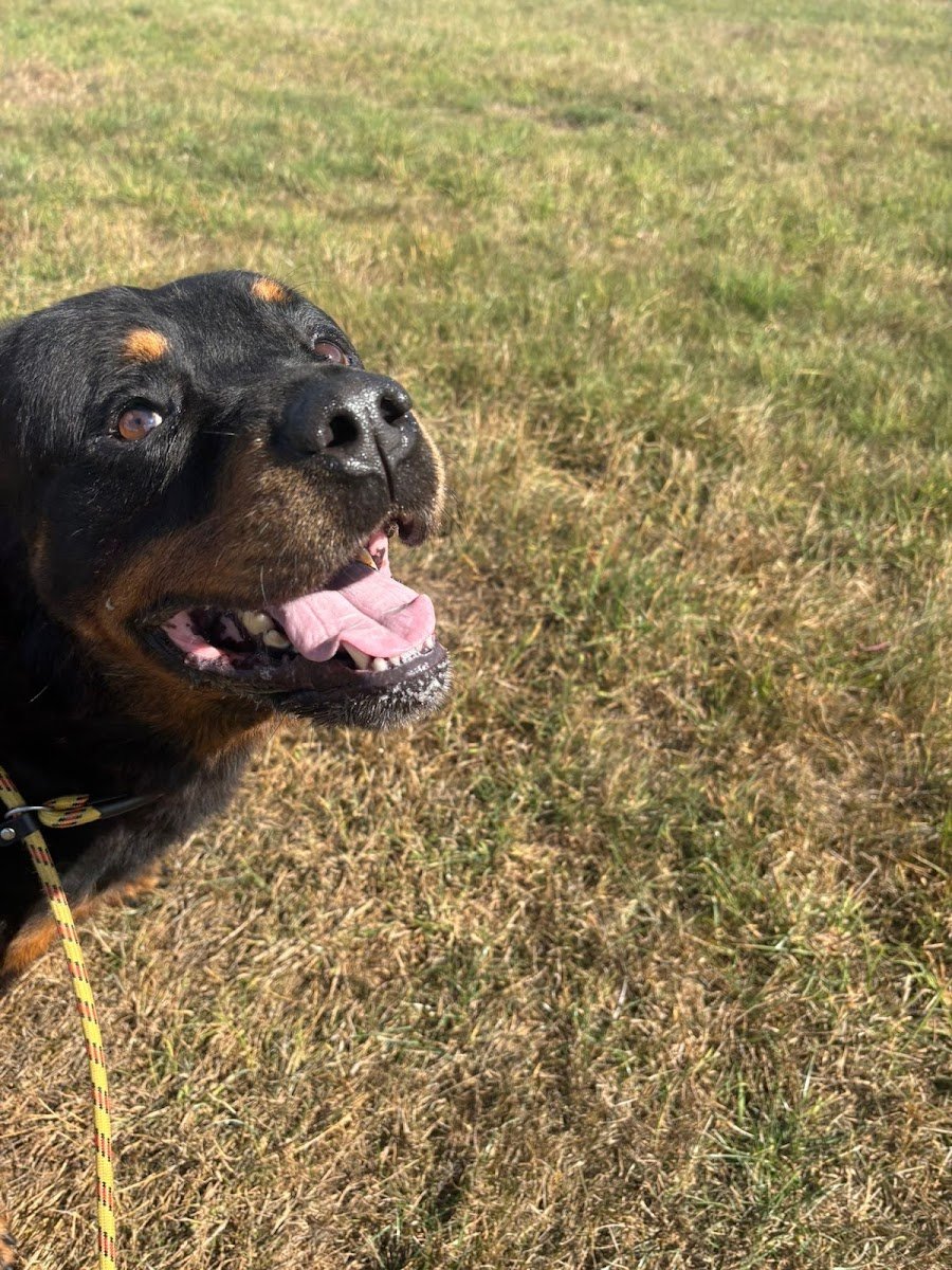 Fetch Doggy Day Care - Photo 2