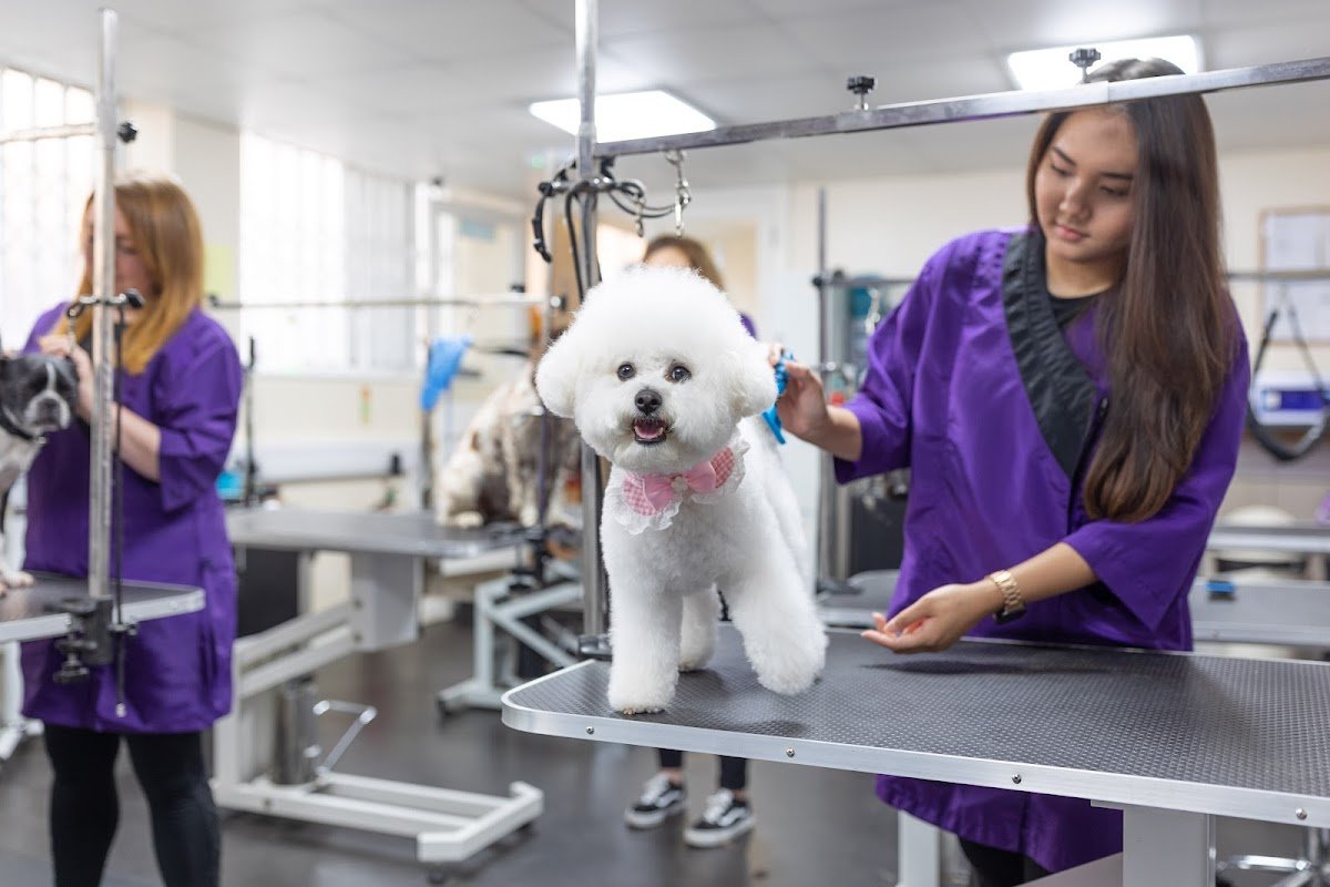 South Warwickshire Dog Grooming School - Photo 2