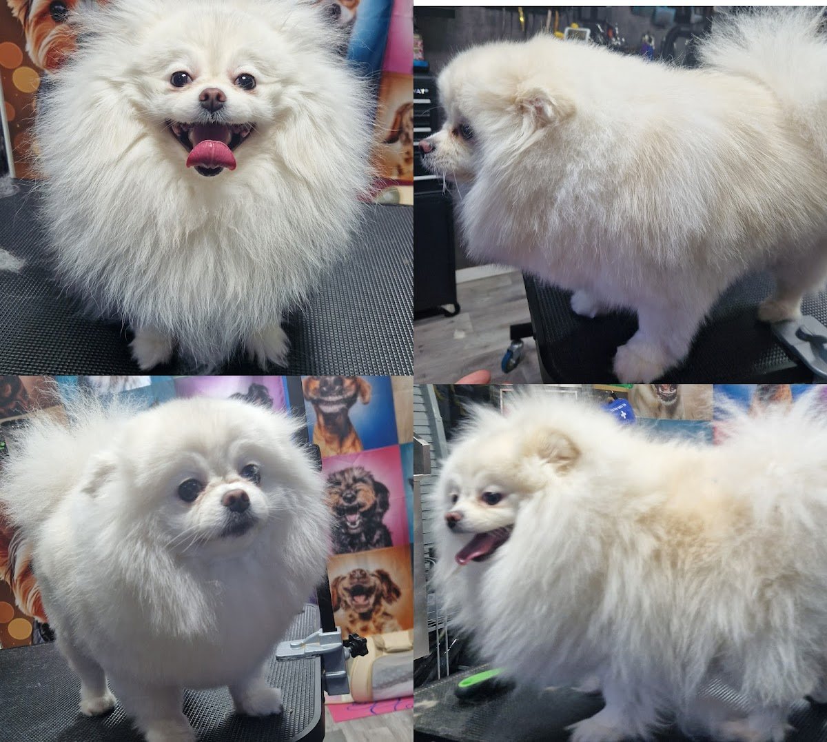 FurReal PawSitive Vibes - Photo 2