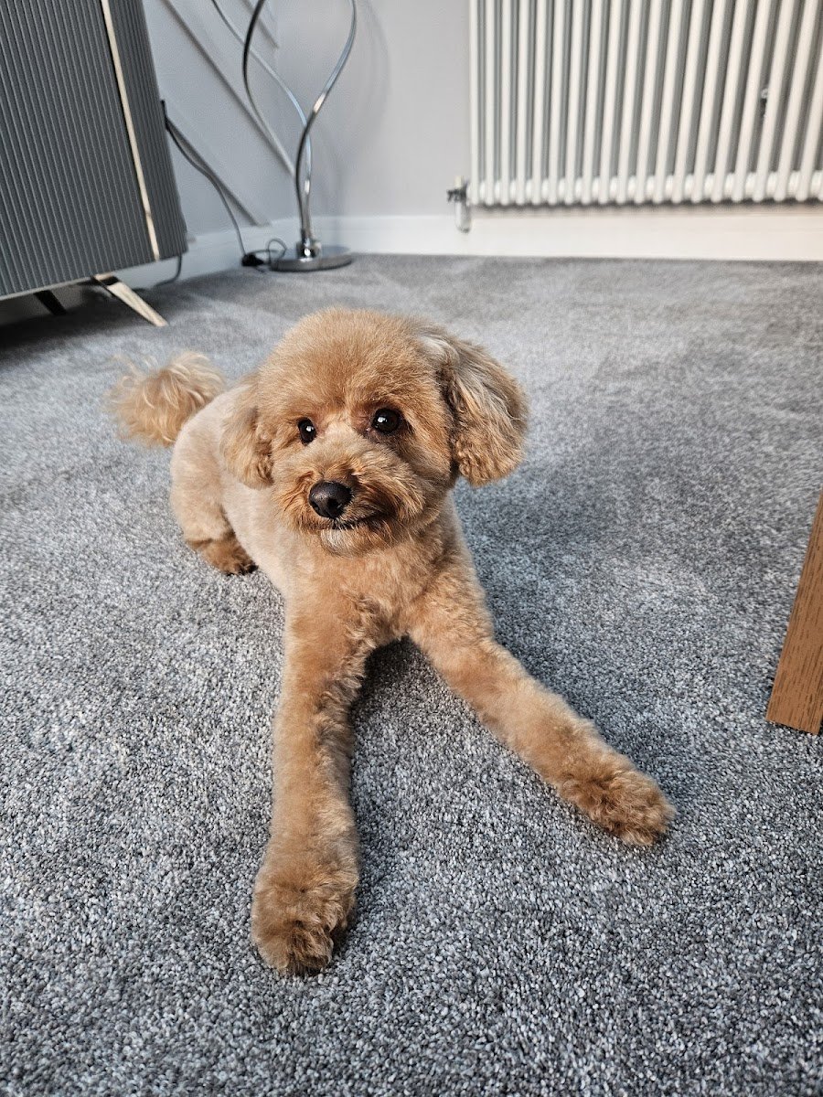 The Pup Stop - Photo 2