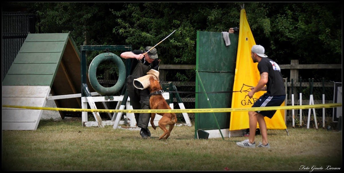 Brad K9 Crew - Photo 2