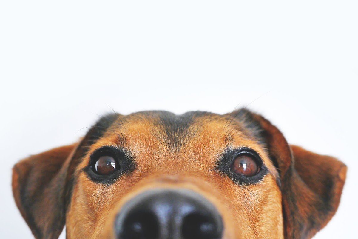 Vets for Pets - Sutton Coldfield - Photo 2