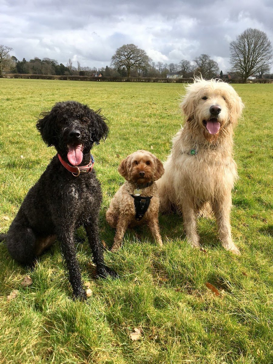 Dorridge Dogs - Photo 2