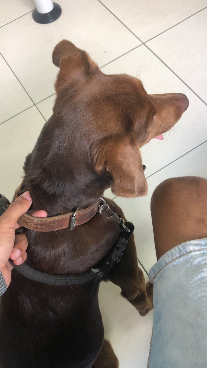 Clínica Veterinária Convec