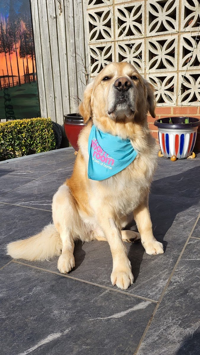 Vets4Pets - Leamington Spa - Photo 2