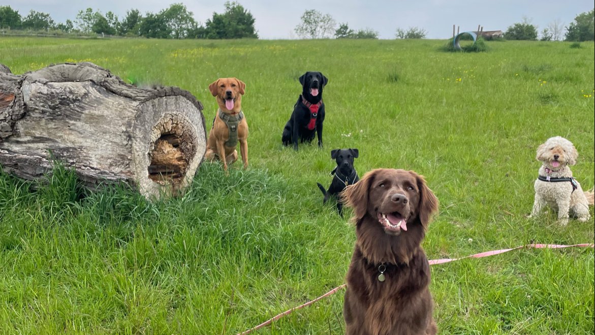 Mutt Strutt Pet Care Services - Photo 2