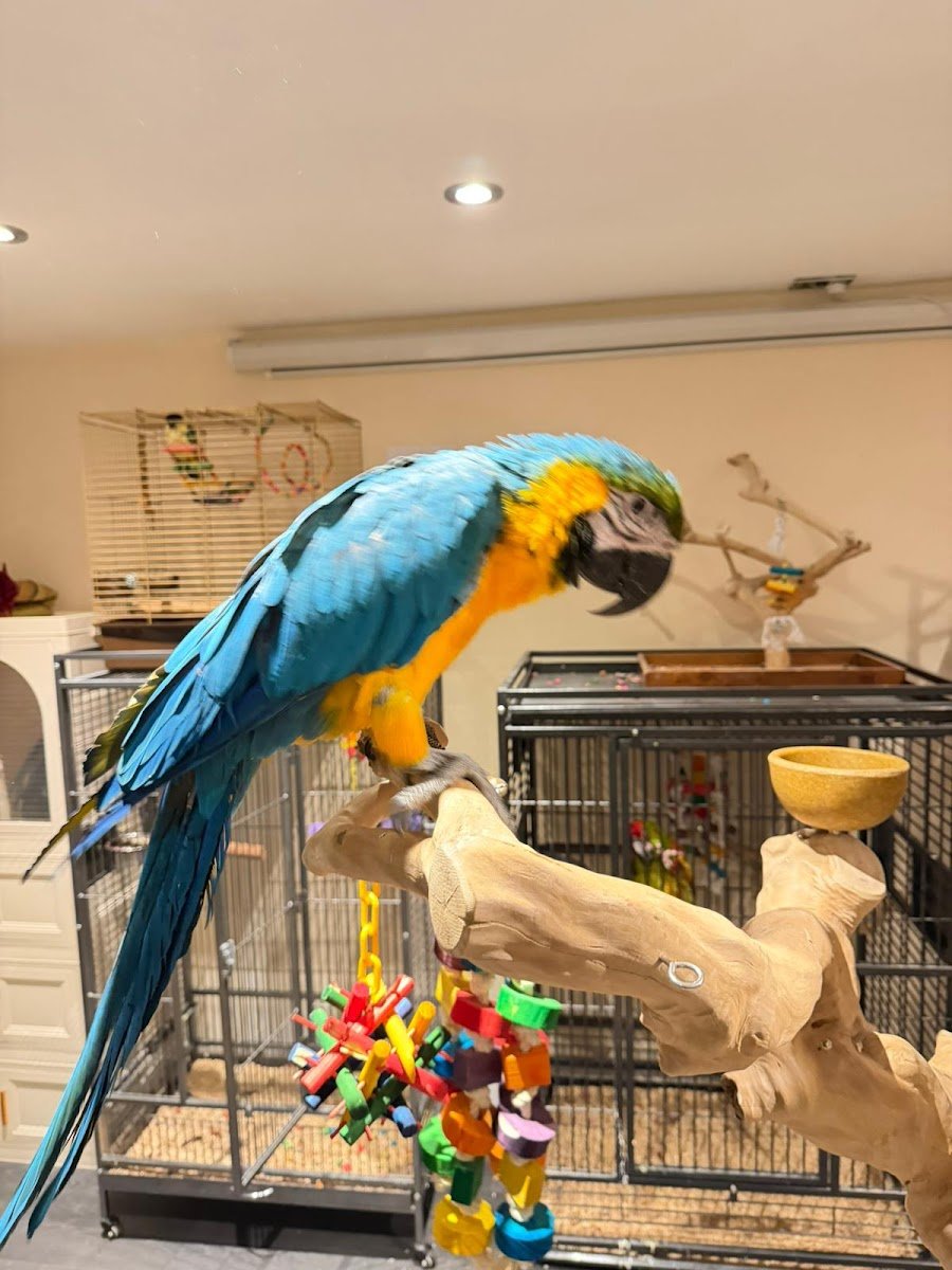 TheParrotHouse - Photo 2