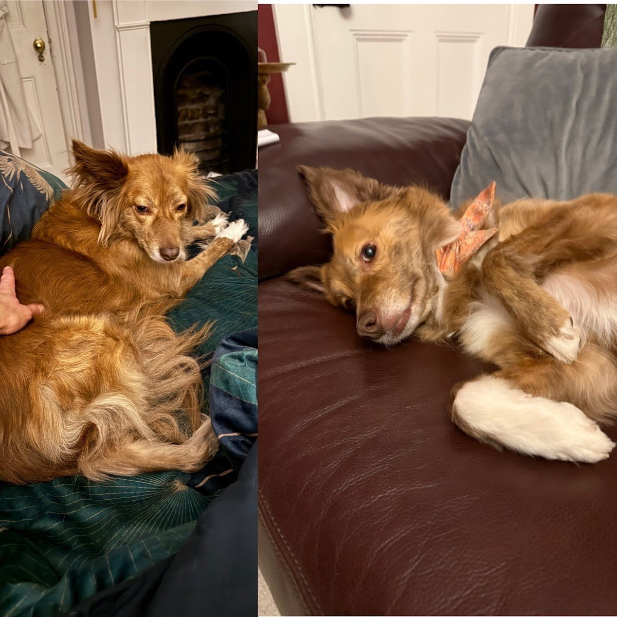 Dog & groom - Photo 2