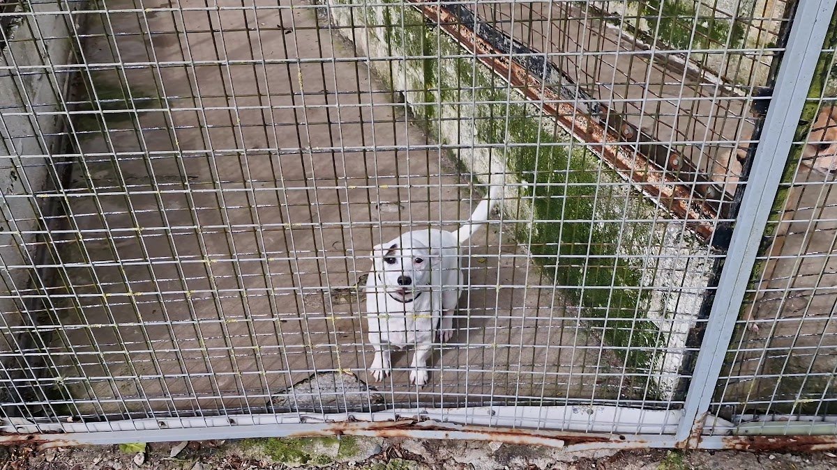 Solwol Boarding Kennels and Cattery - Photo 2