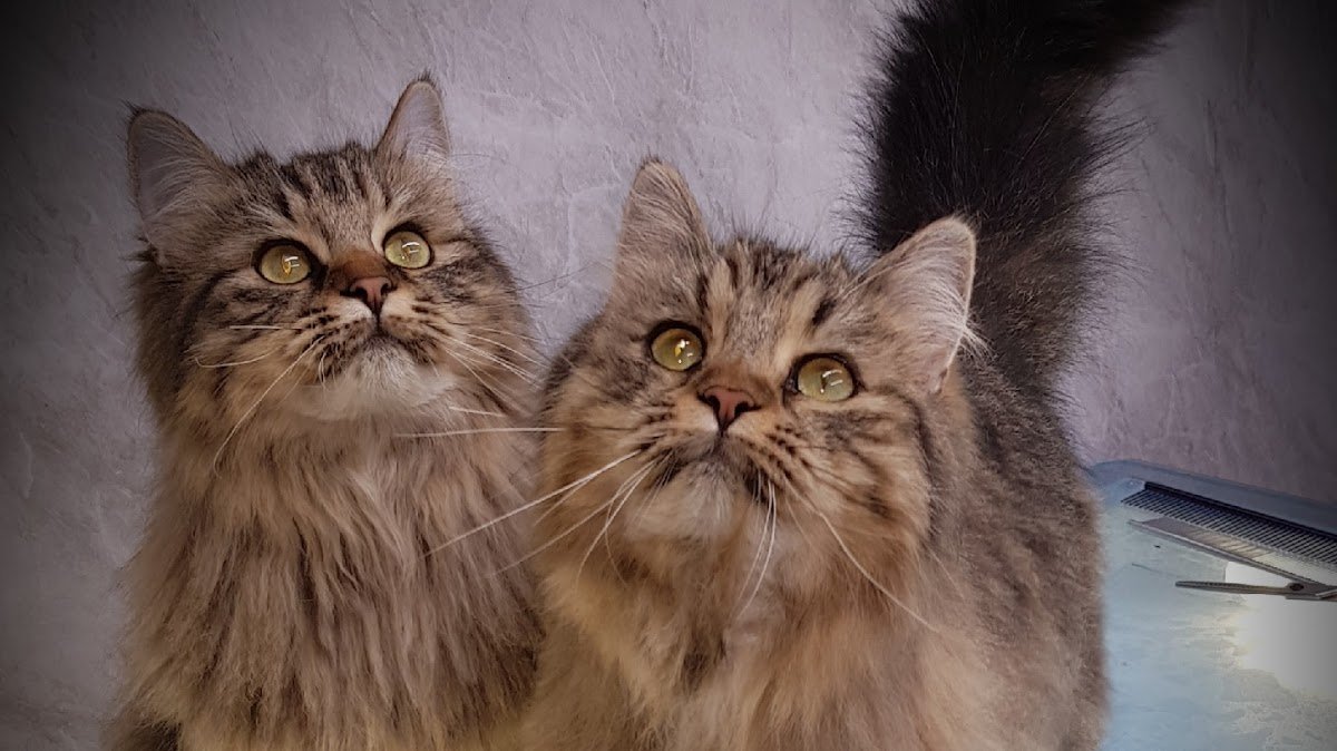 Sassy cat and dog grooming - Photo 2