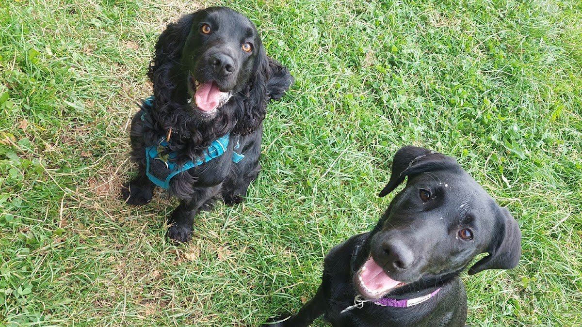 Shibden Pet Services - Photo 2