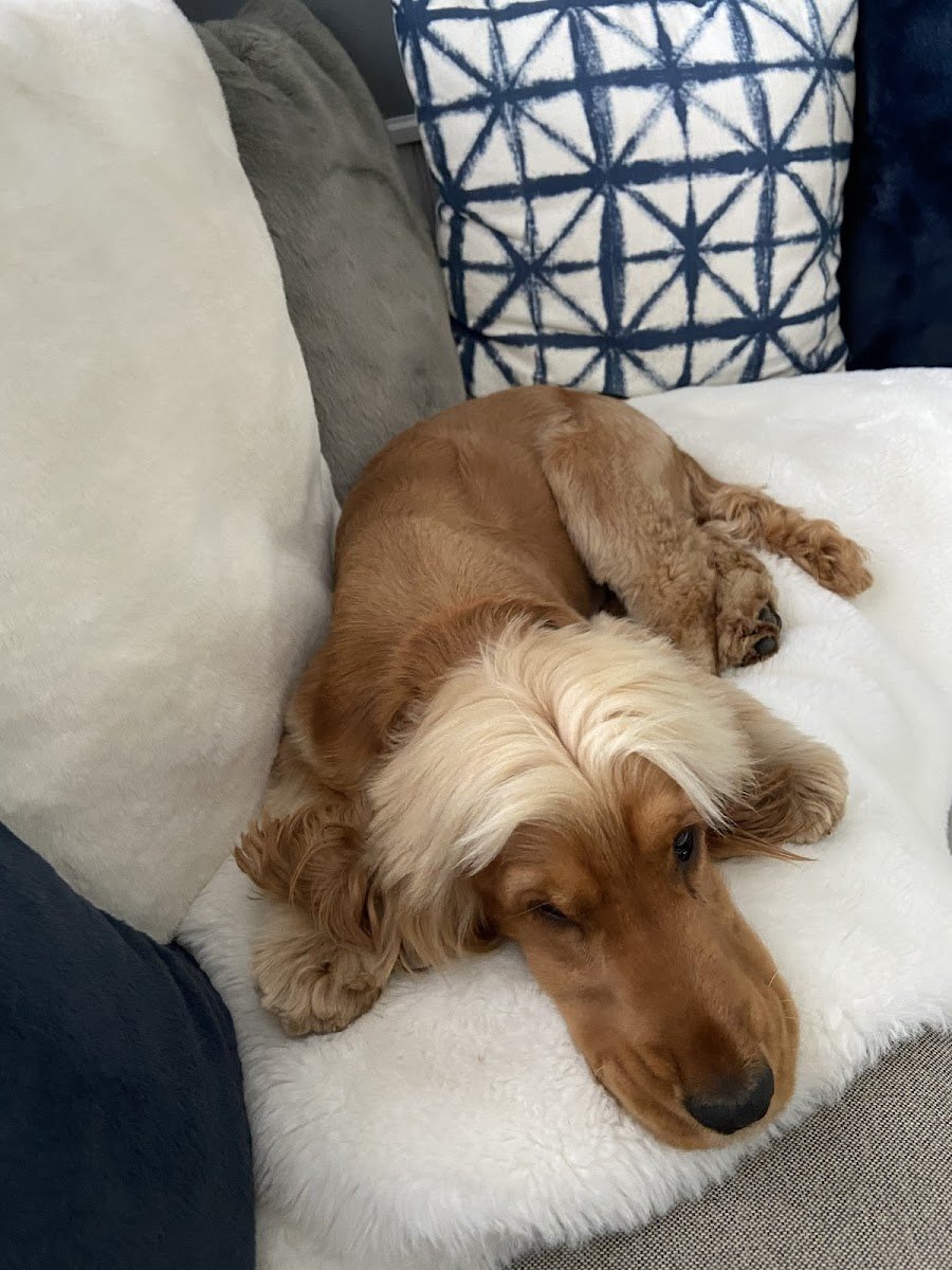 Dog + Comb - Photo 2