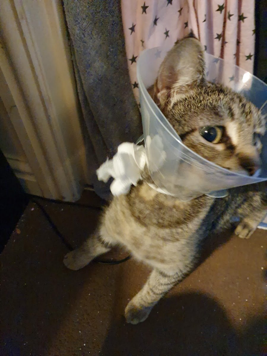 Sage Veterinary Group - Photo 2