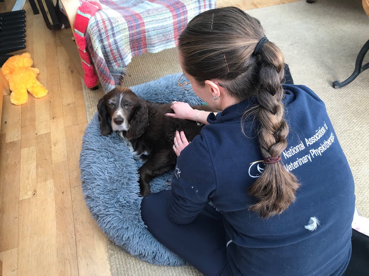Fit-Pet Physio - Photo 2