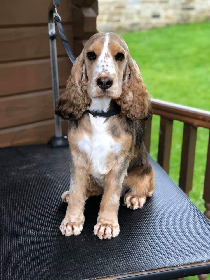 Simply Pawsome - Photo 2