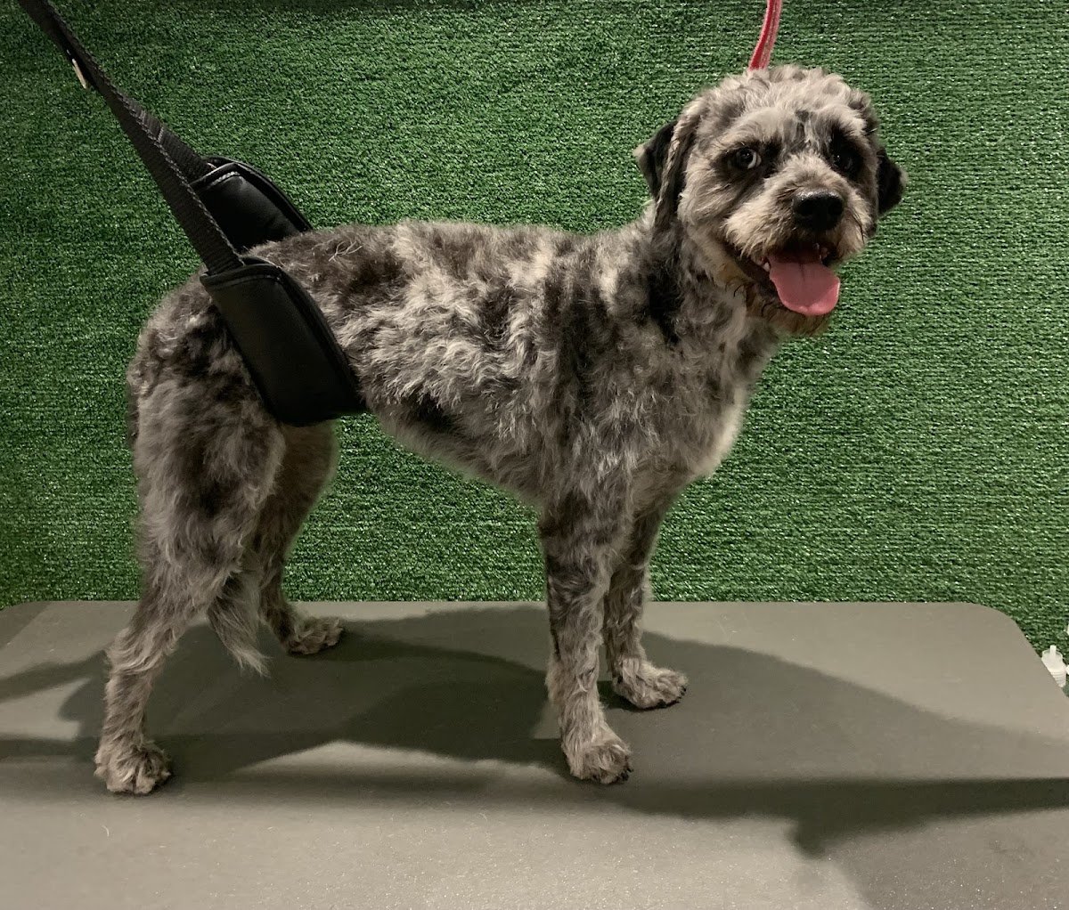 Barklife - Photo 2