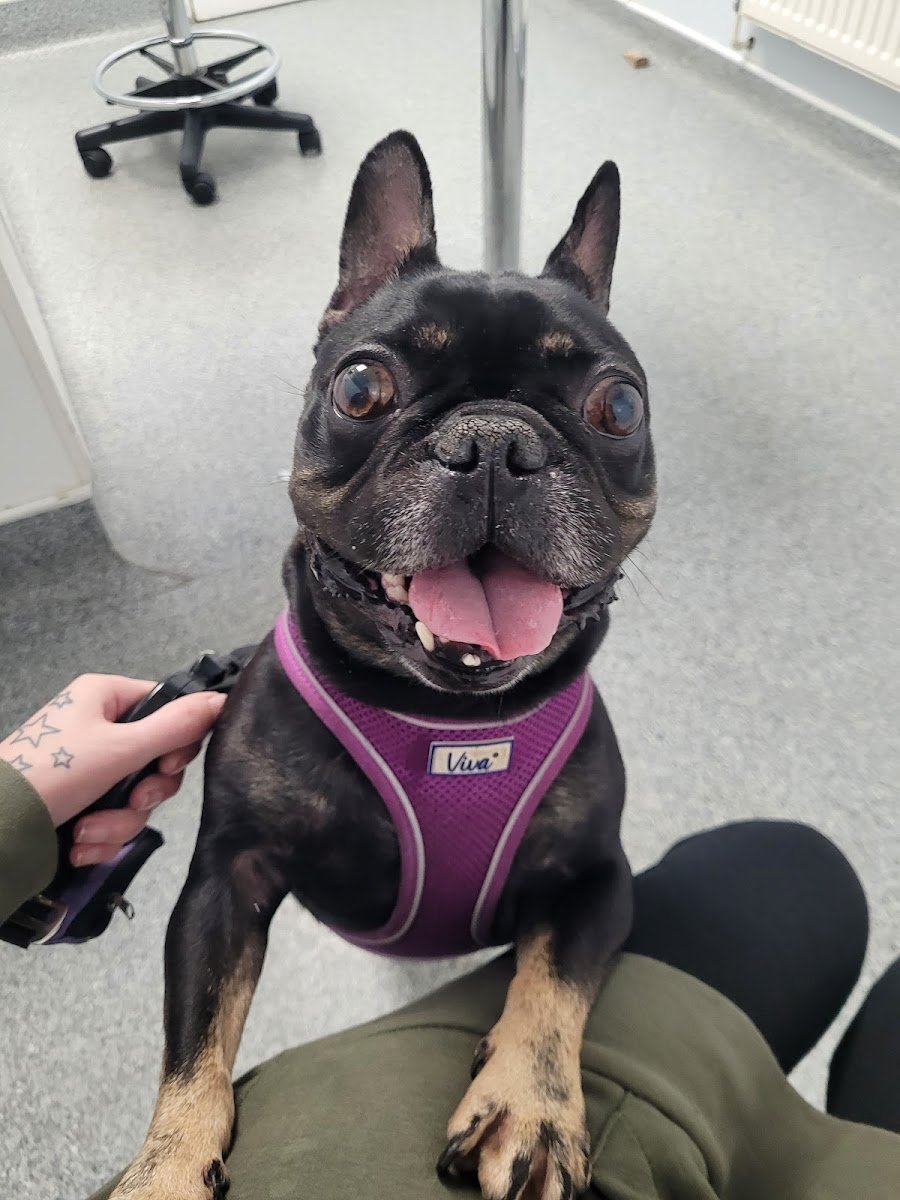 Vets for Pets Halifax - Photo 2