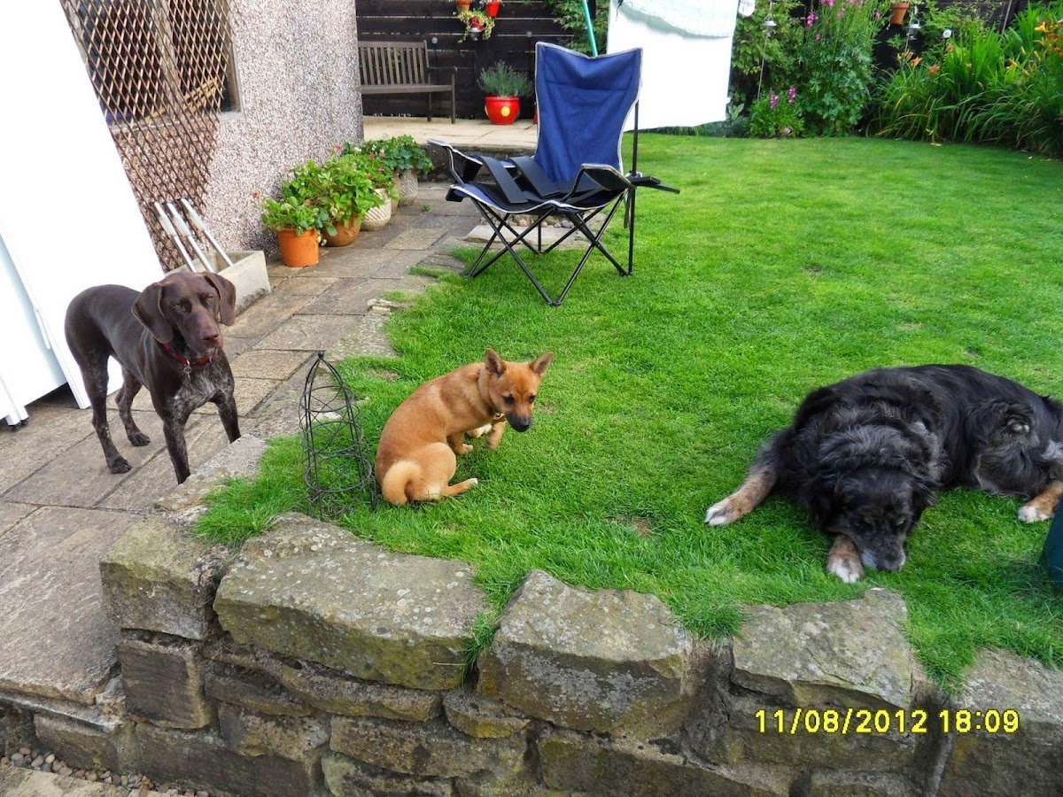 A Home from Home for Dogs - Photo 2