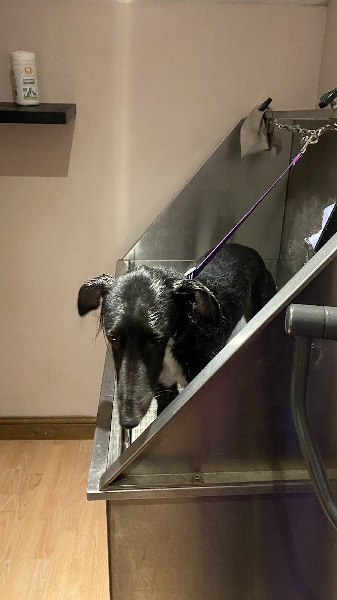 Rose Dog Grooming - Photo 2