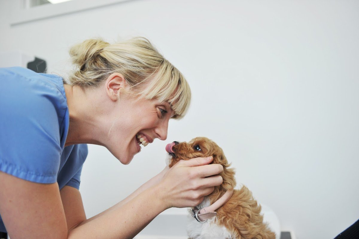 Westwood Veterinary Practice, Boston Spa - Photo 2