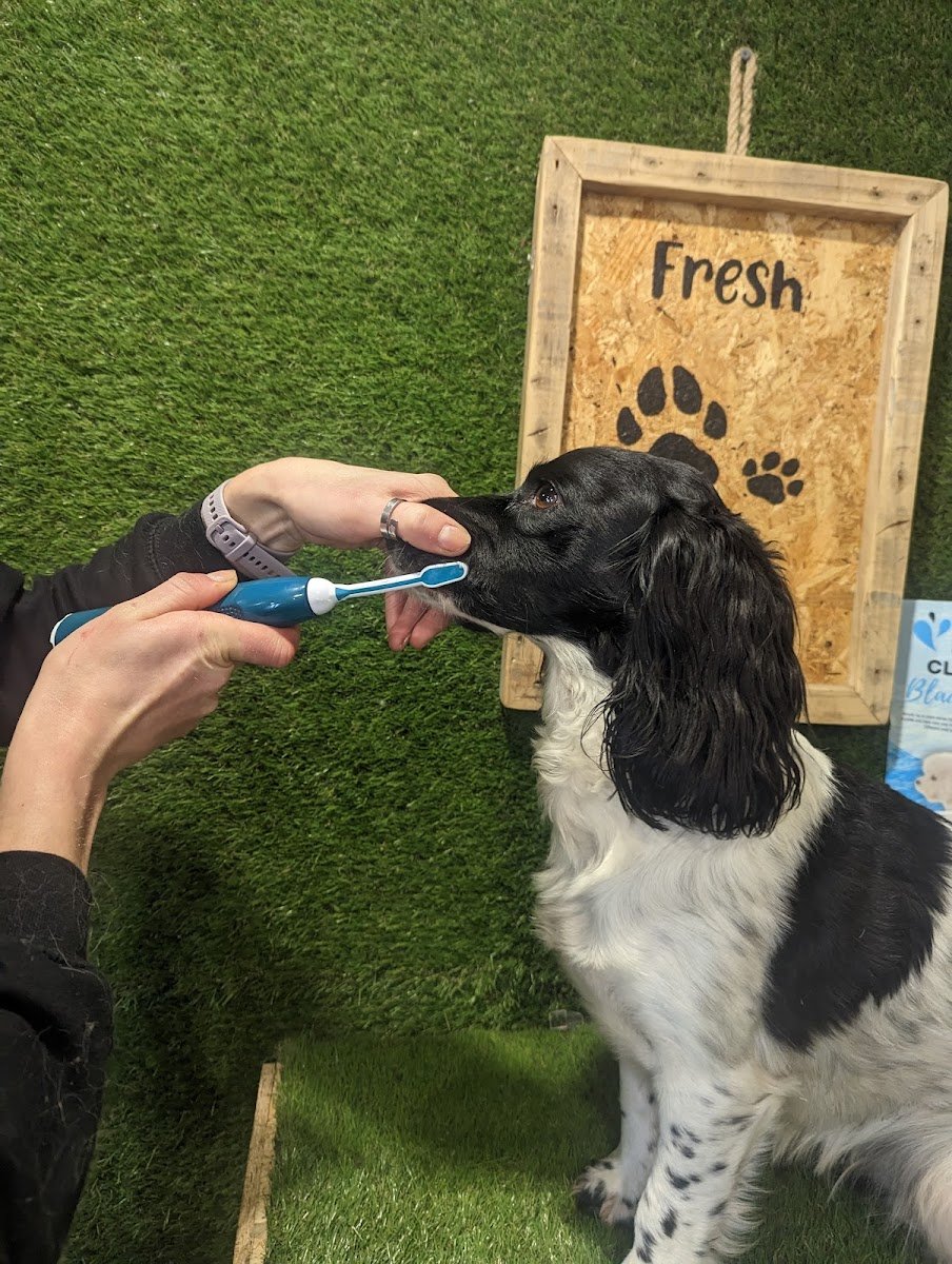 Fresh Paws Wilsden canine dog grooming and teeth cleaning - Photo 2
