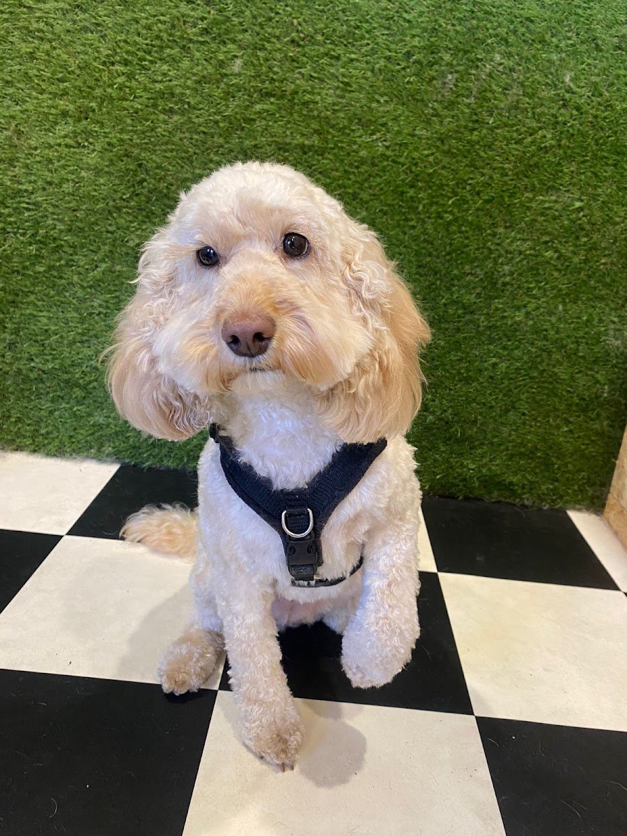 Fresh Paws Wilsden canine dog grooming and teeth cleaning - Photo 5