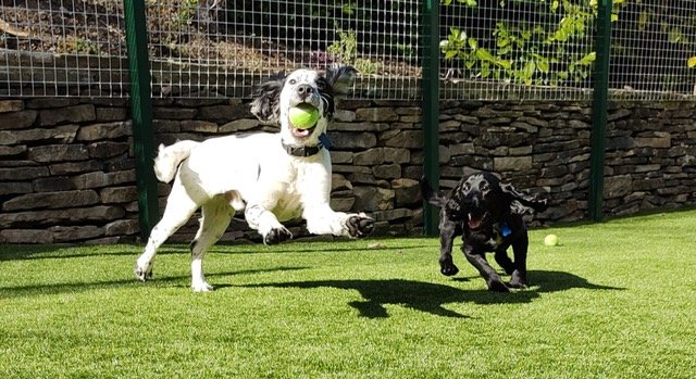 Arrunden Kennels & Cattery - Photo 2