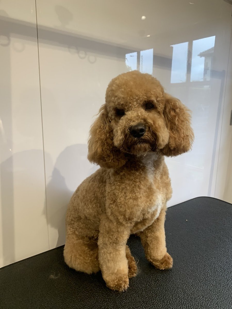 House of Paws Dog Grooming - Photo 2