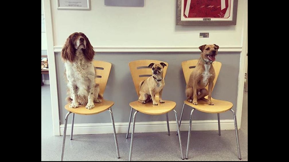 St. David Veterinary Centre, Pentwyn - Photo 2