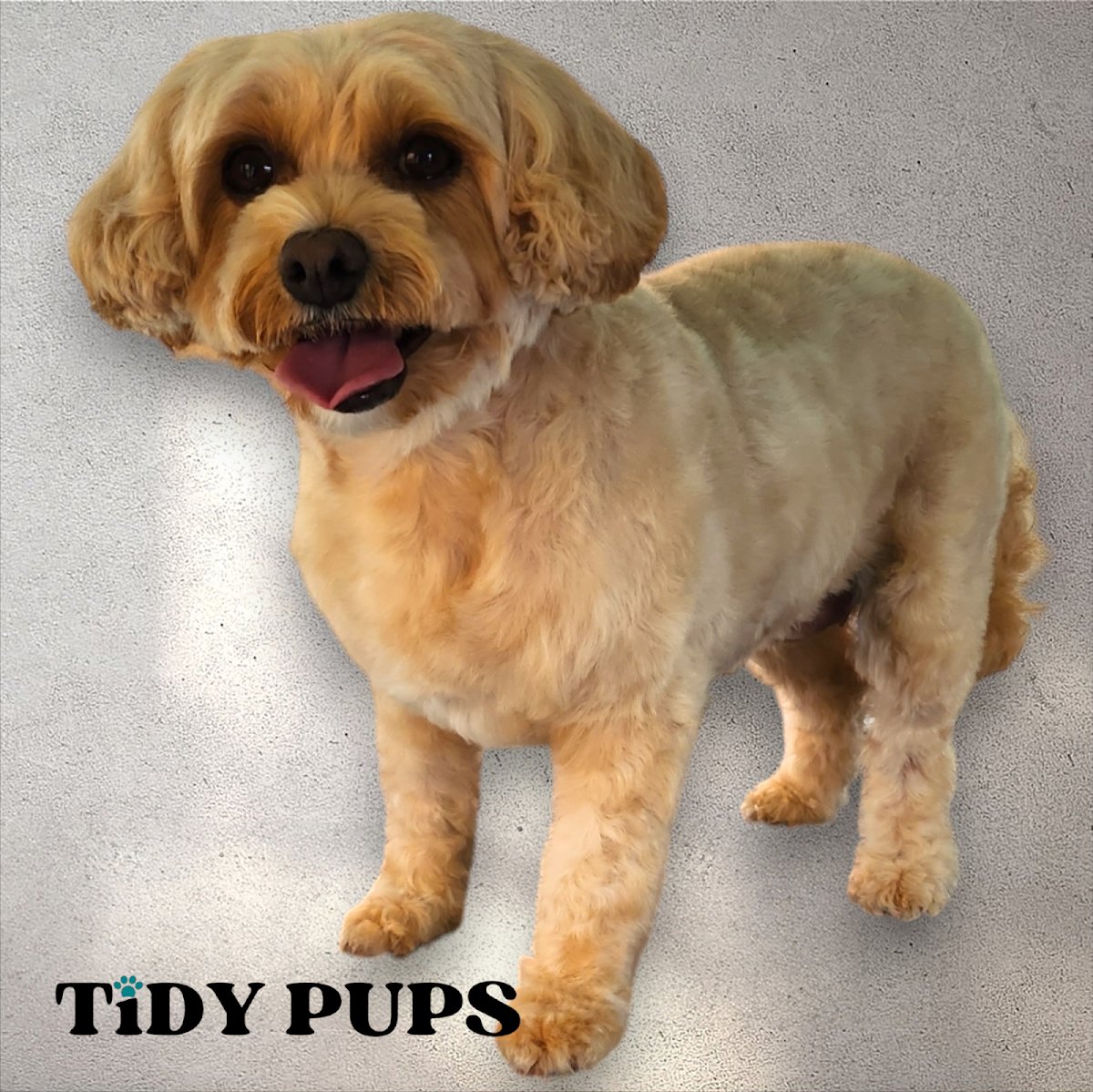 Tidy Pups - Photo 2
