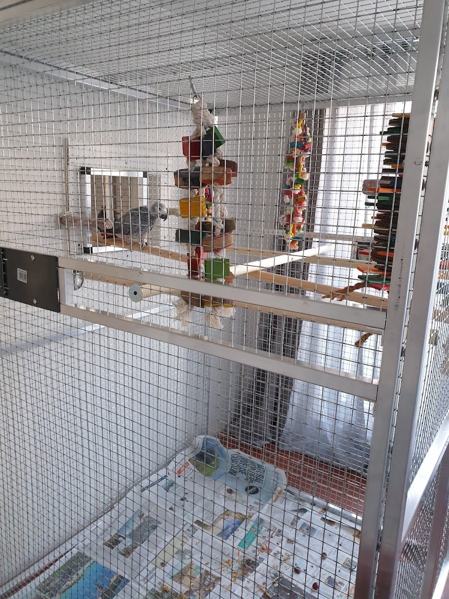 Rosemead Aviaries - Photo 2