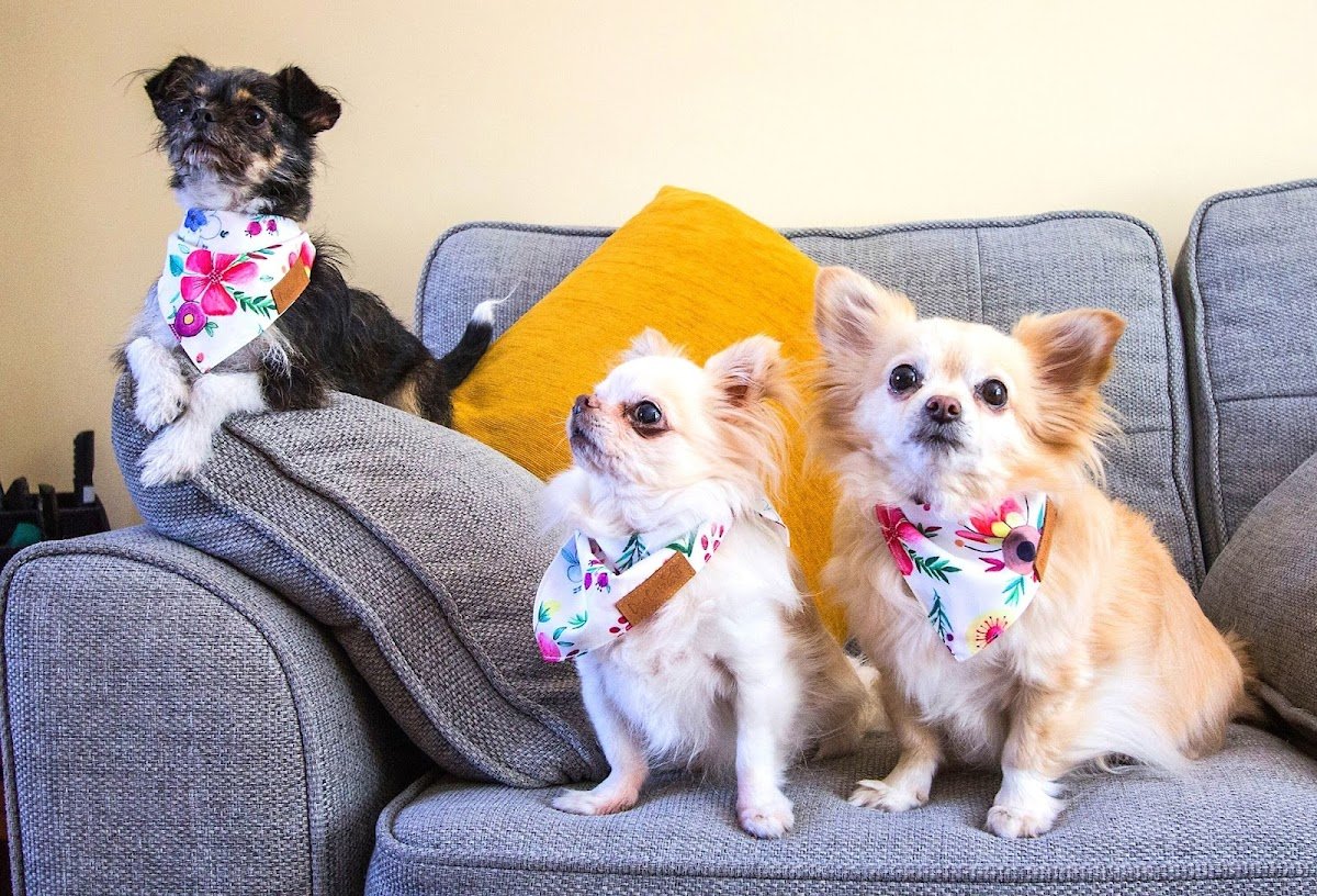 DogCatz Ltd - Photo 2