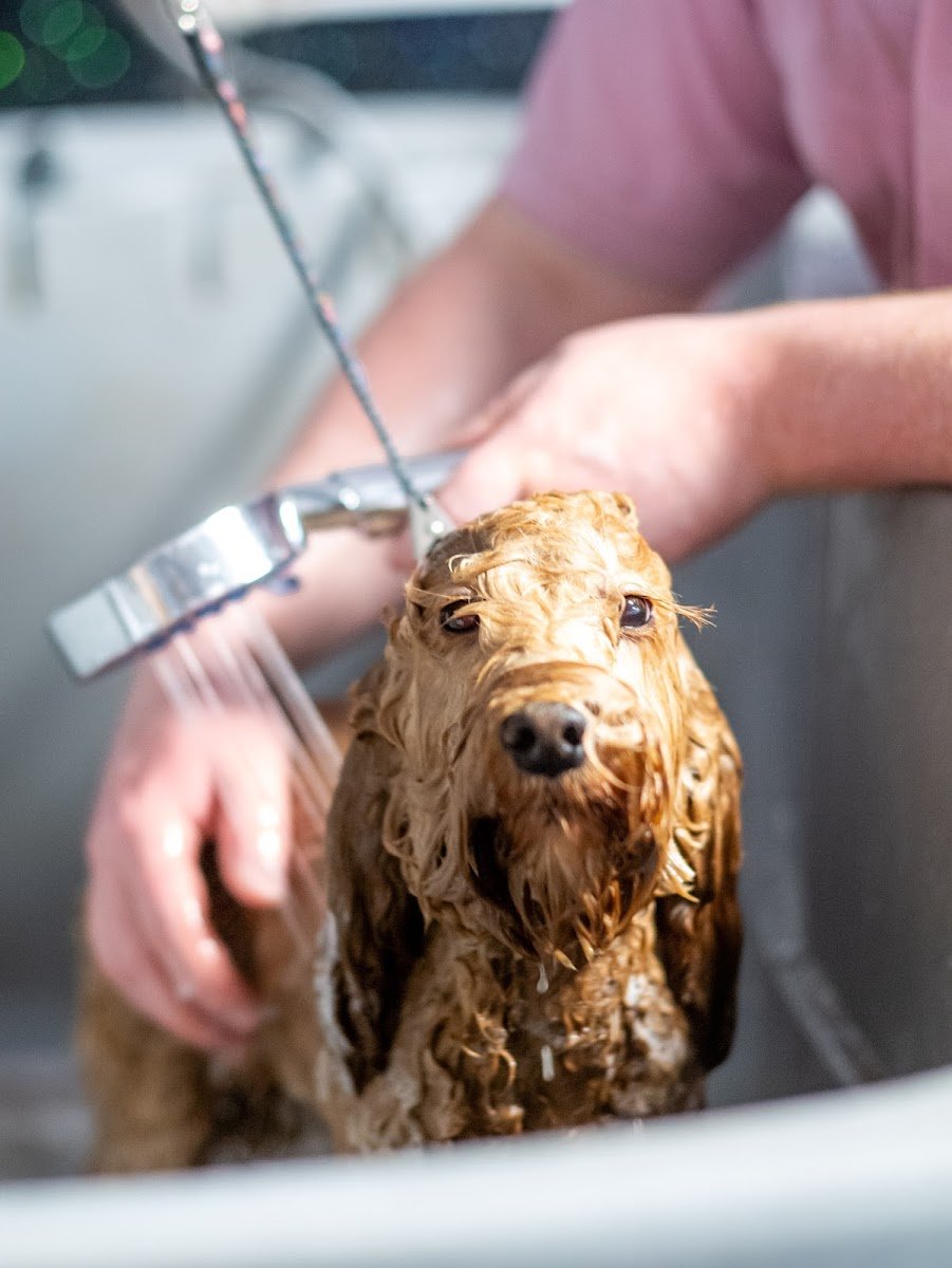 Shampooch Dog Spa (Cwmbran) - Photo 2