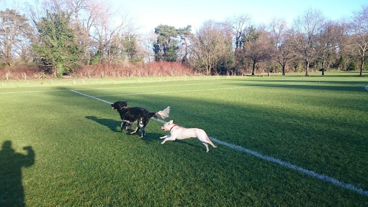 Walkabouts Pet Services - Photo 2