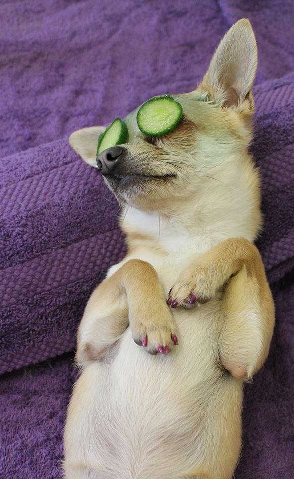 Bubbles Dog Grooming - Photo 2