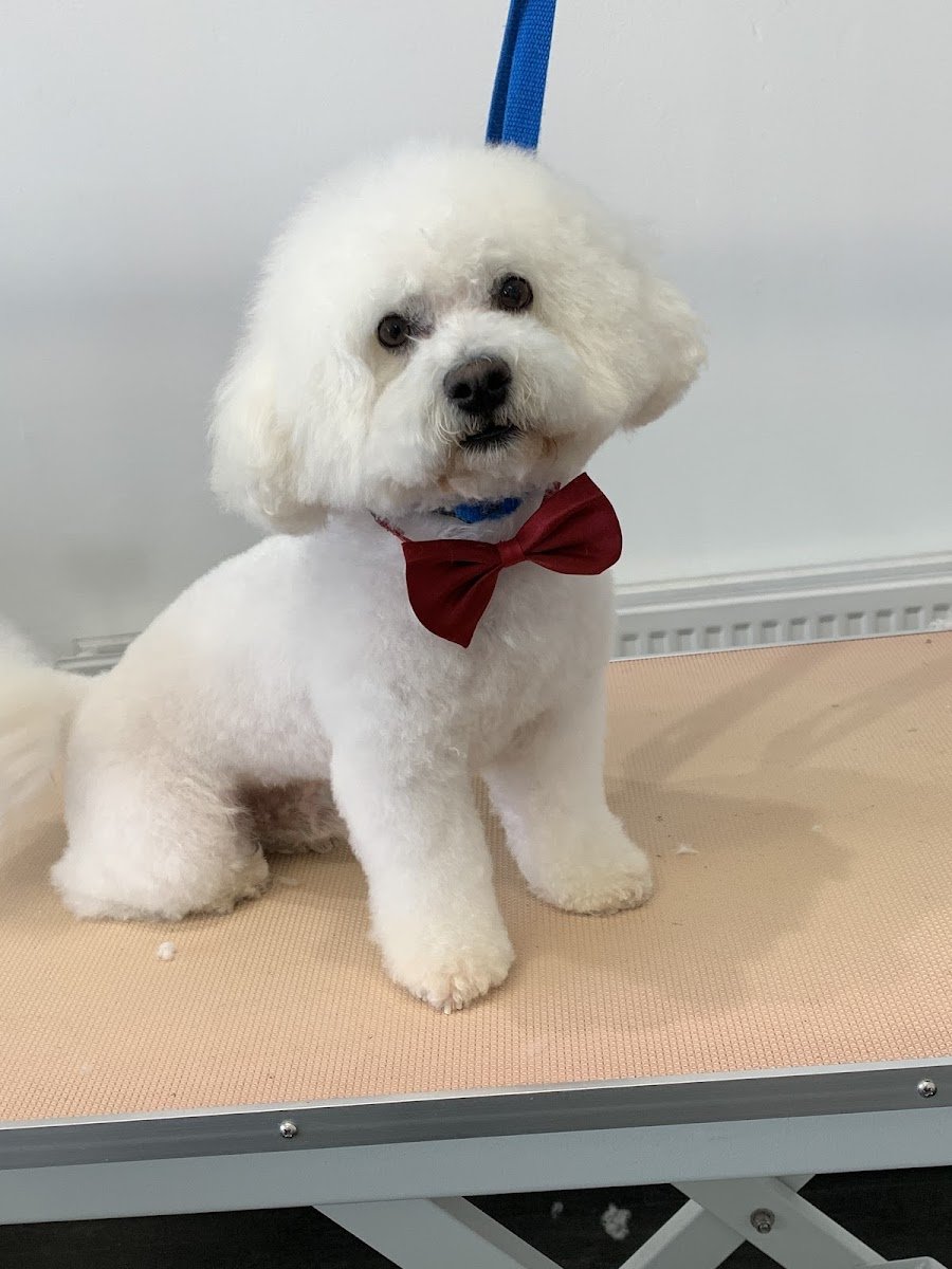 Classy Mutz Grooming Services & Training School - Photo 2