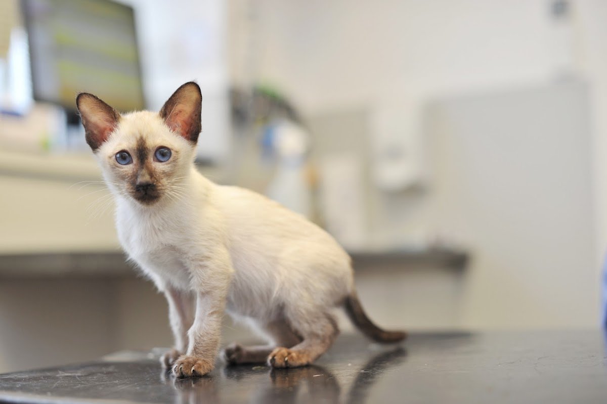 Treforest Veterinary Clinic - Photo 2