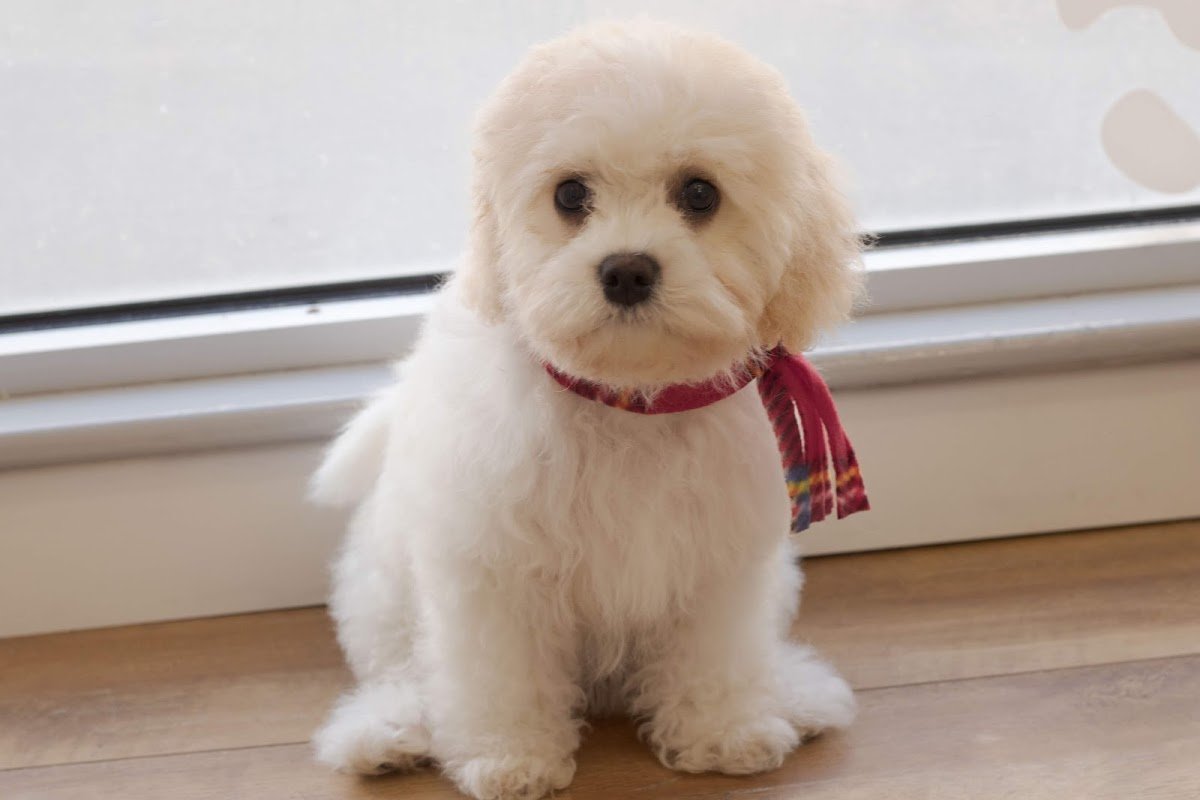 Bow wow !WOW! dog grooming - Photo 2