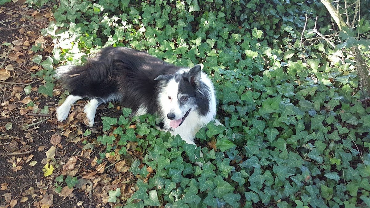 Friends for Pets (Cwmbran) - Photo 2