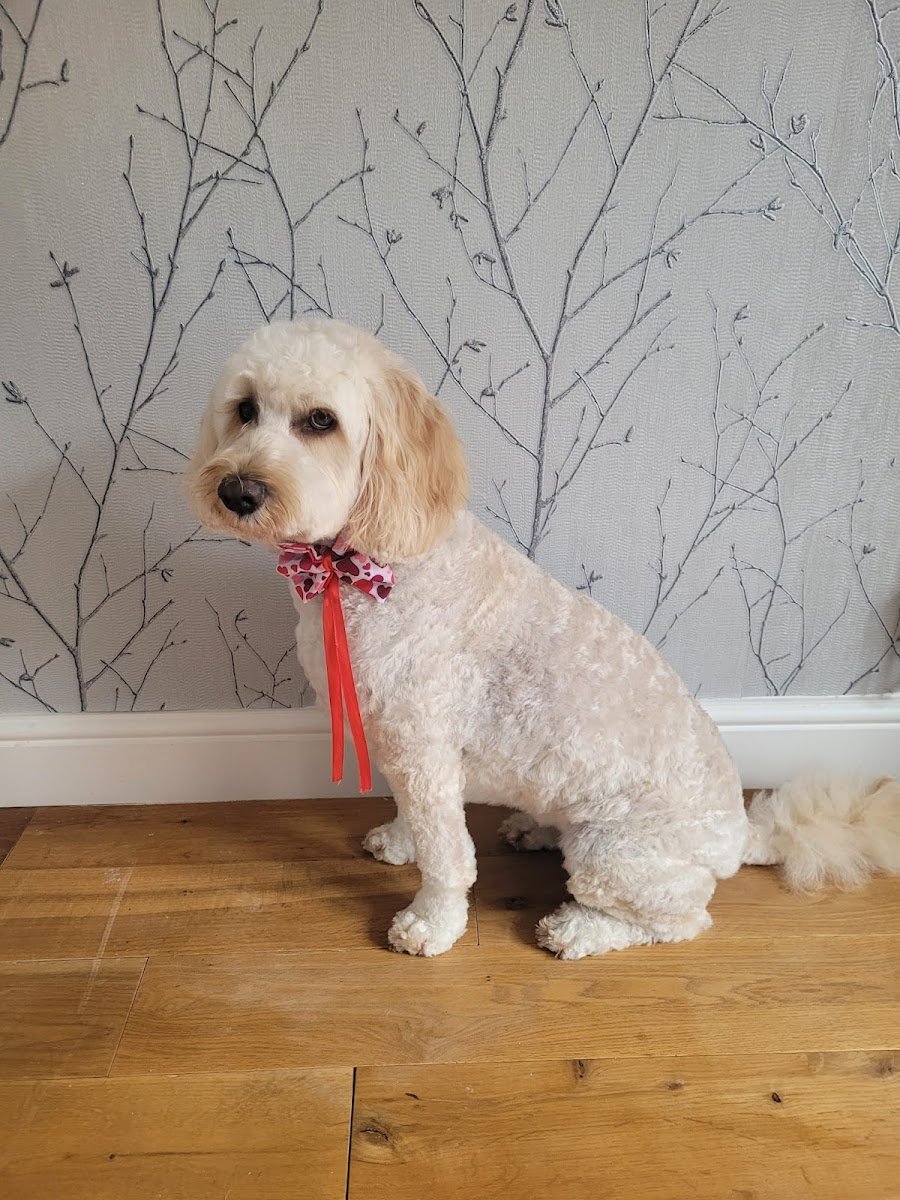 Candy Cuts Dog Grooming - Photo 2