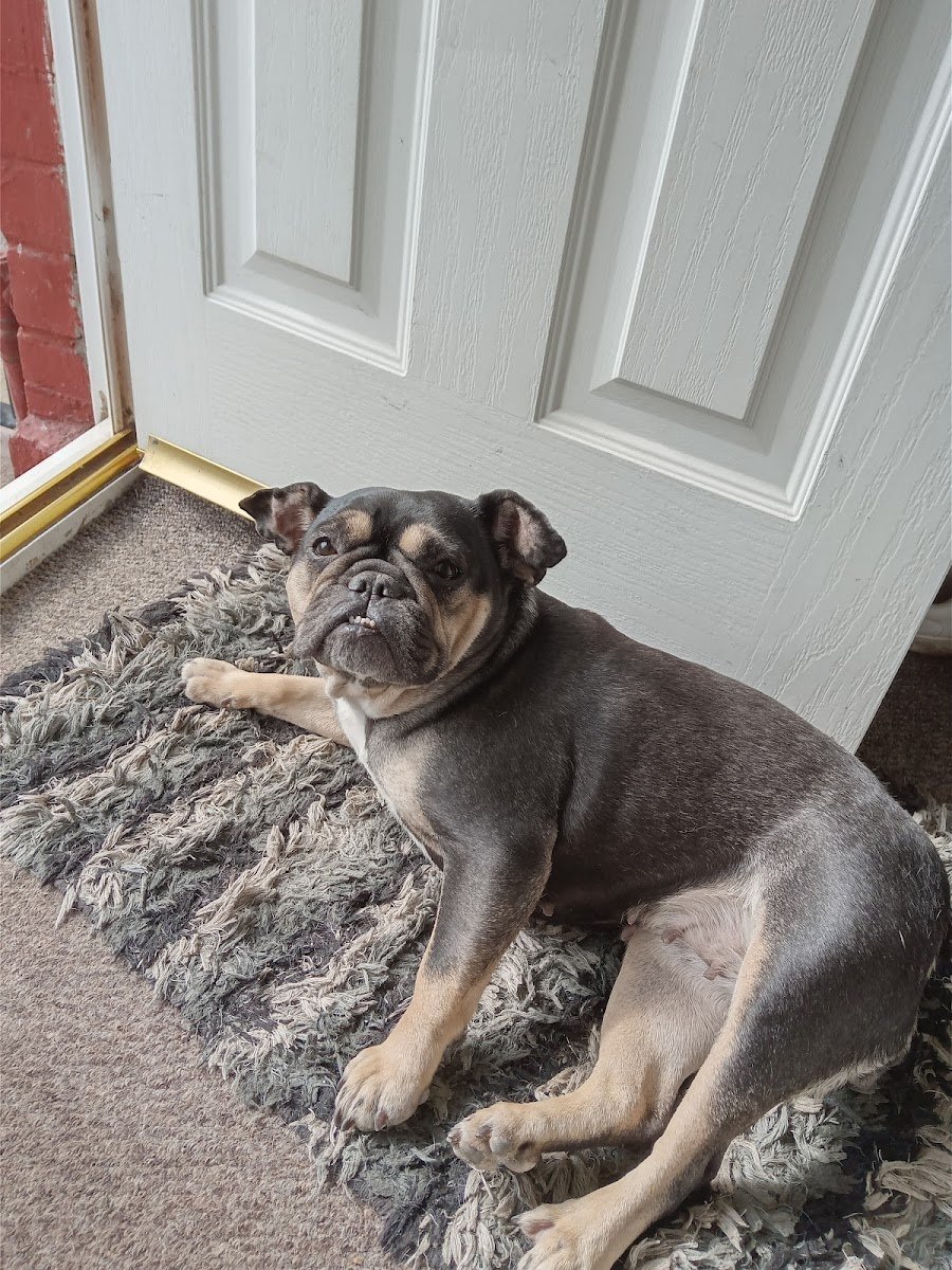 Vets for Pets - Cardiff Ely - Photo 2