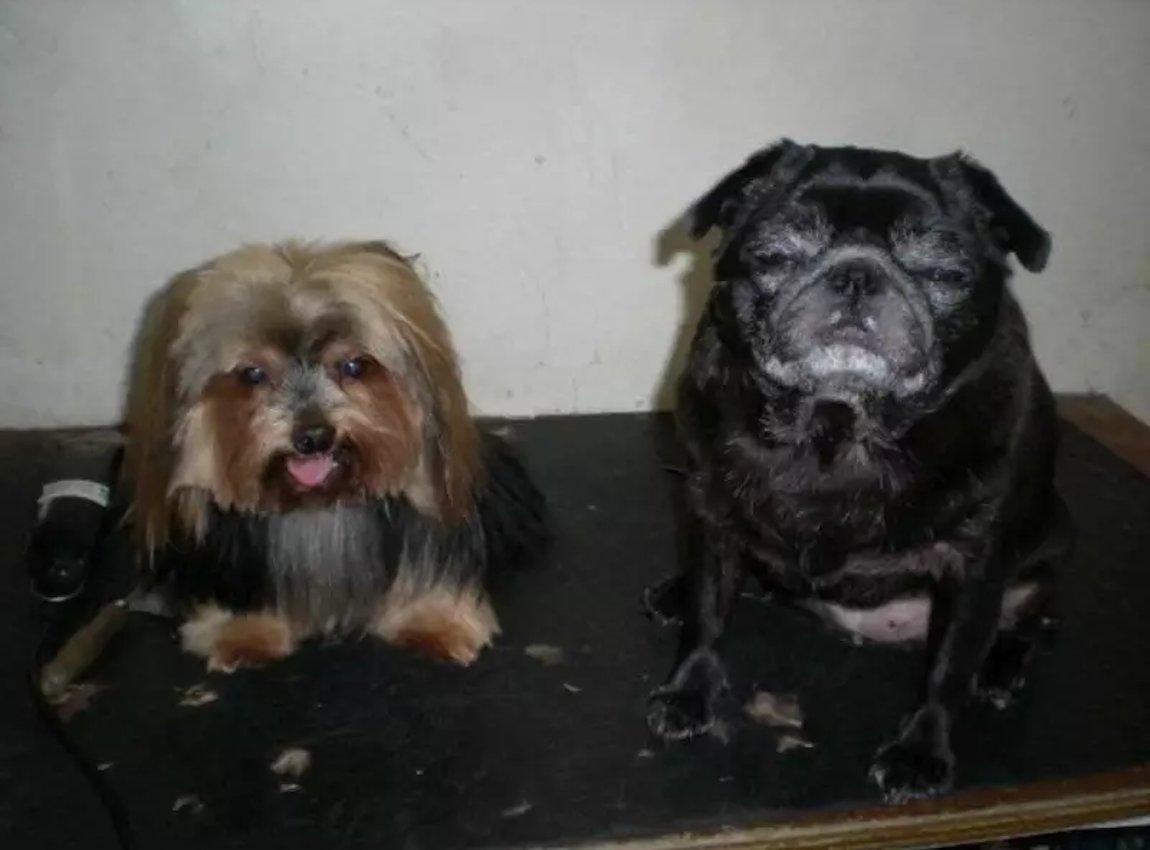 D D Dog Grooming - Photo 2