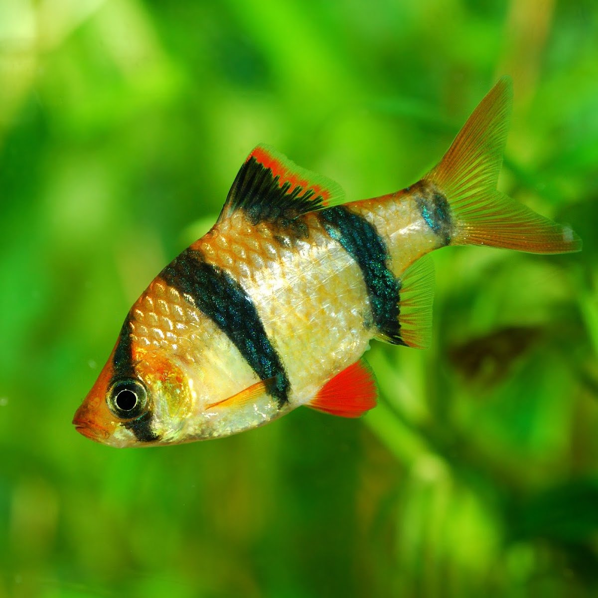 Vale Aquarium Service - Photo 2