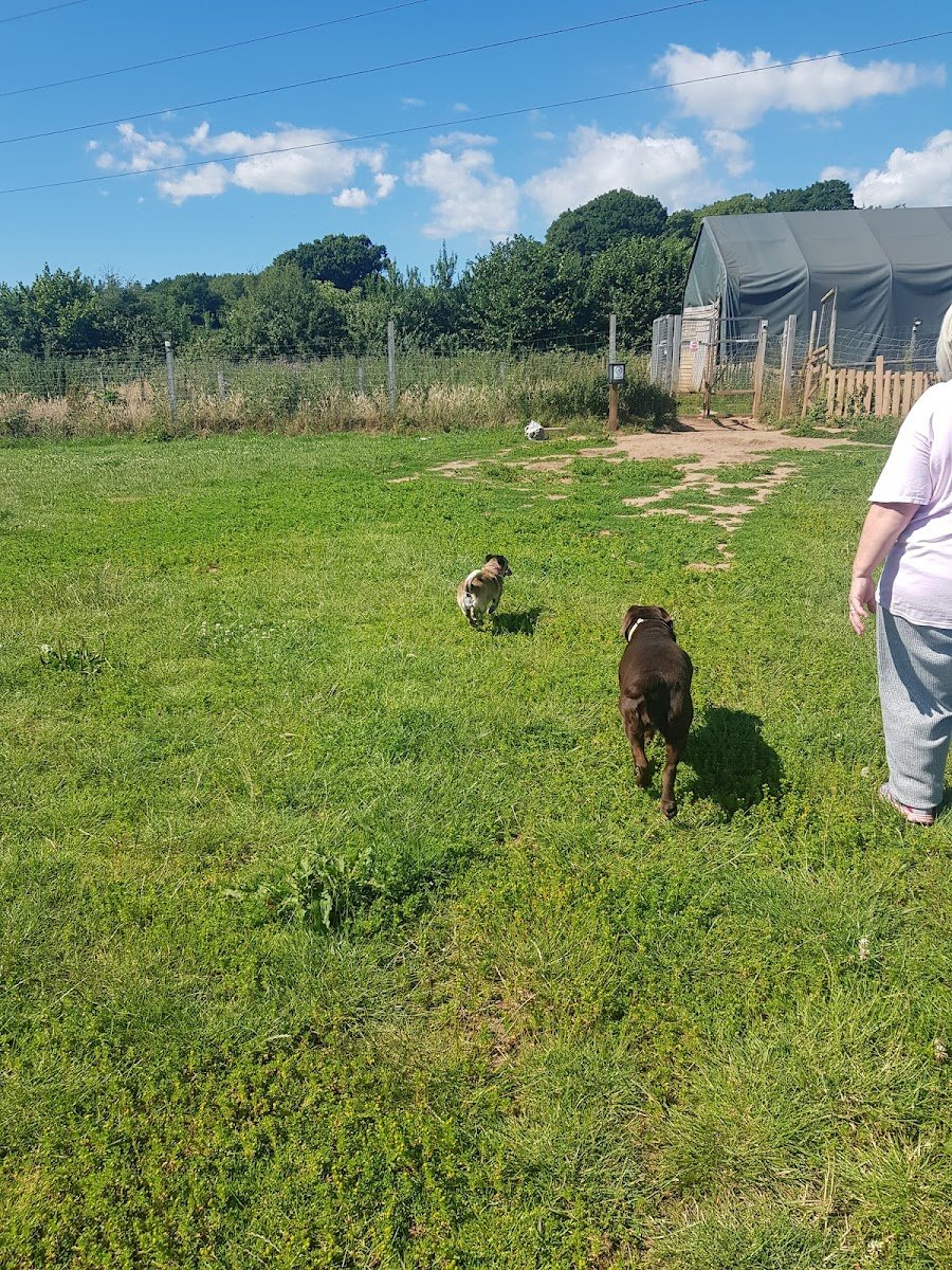 Canis DayCare - Photo 2