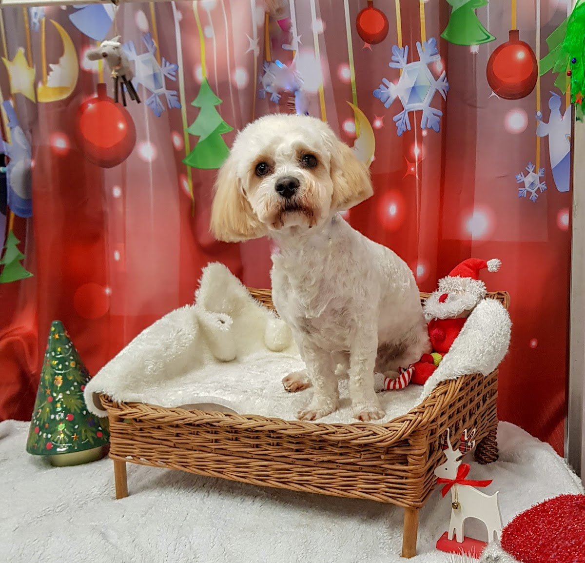Pawfect Cutz - Photo 2