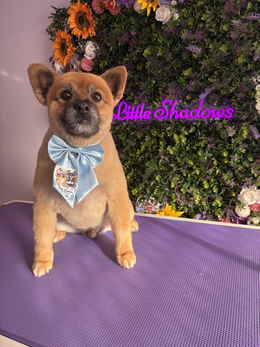 Little shadows dog grooming - Photo 2