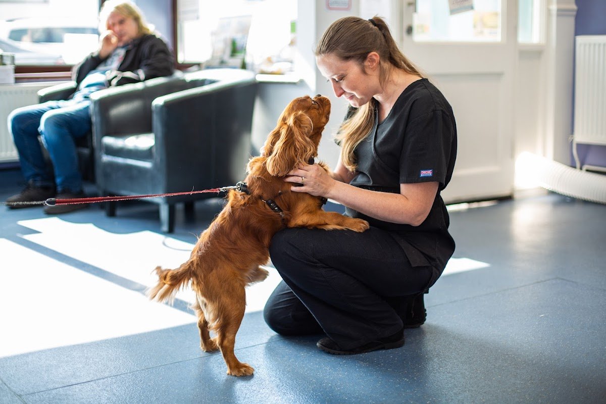 Heath Vets - Penarth - Photo 2